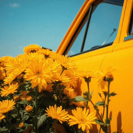 Baija Indian Sunset Car Fragrance - Indolent Vanilla