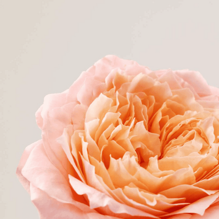 Payot Roselift Box x Andréa Mongénie